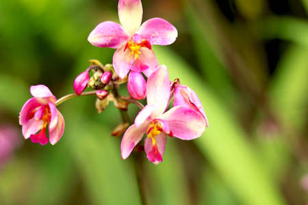 Portrait view pink flower (frangipani)の写真素材