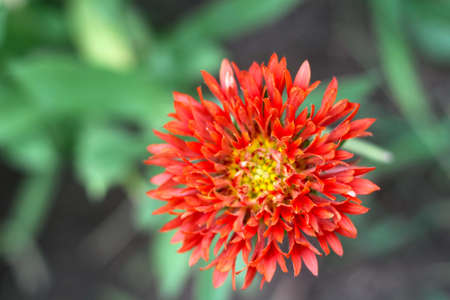 Red Marigold (Tagetes) was a sacred flower to the Aztecs.with blur backgroundの写真素材