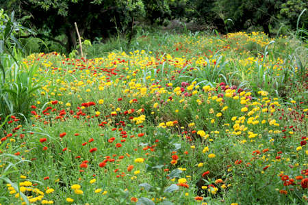 Red Marigold (Tagetes) was a sacred flower to the Aztecs.with blur backgroundの写真素材