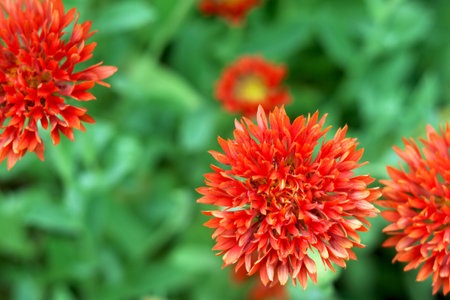 Red Marigold (Tagetes) was a sacred flower to the Aztecs.with blur backgroundの写真素材