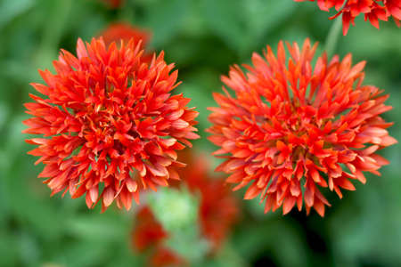 Red Marigold (Tagetes) was a sacred flower to the Aztecs.with blur backgroundの写真素材