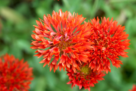Red Marigold (Tagetes) was a sacred flower to the Aztecs.with blur backgroundの写真素材