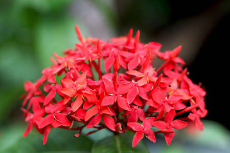 Ixora coccinea (also known as jungle geranium with blur backgroundの写真素材