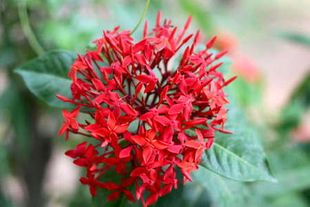 Ixora coccinea (also known as jungle geranium with blur backgroundの写真素材