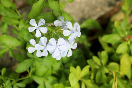 portrait view of Plumbago species of flowering plants with blur backgroundの写真素材