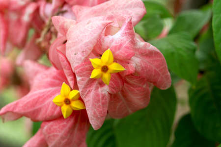 Image of Pink mussaenda philippica flowerの写真素材
