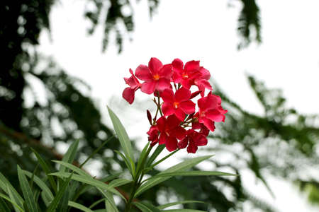 Portrait view pink flower with blur backgroundの写真素材