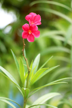 Portrait view pink flower with blur backgroundの写真素材