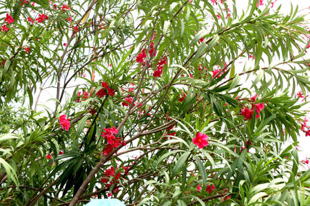 Portrait view pink flower on treeの写真素材