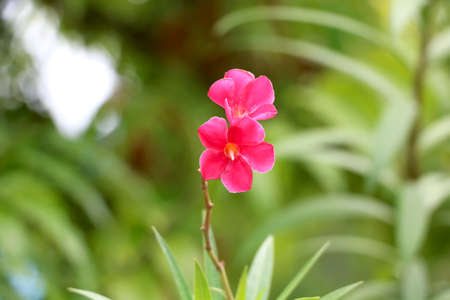 Portrait view pink flower with blur backgroundの写真素材