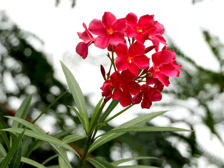 Portrait view pink flower with blur backgroundの写真素材