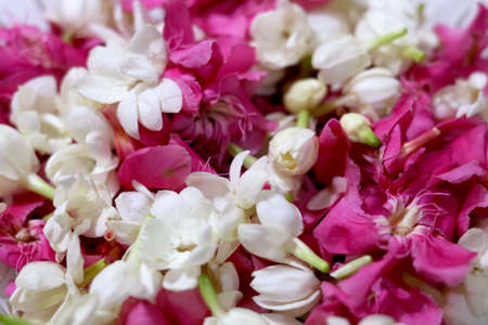 Portrait View of pink and white flower petals