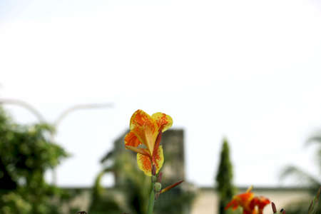 Canna Plants have large foliage blur backgroundの写真素材