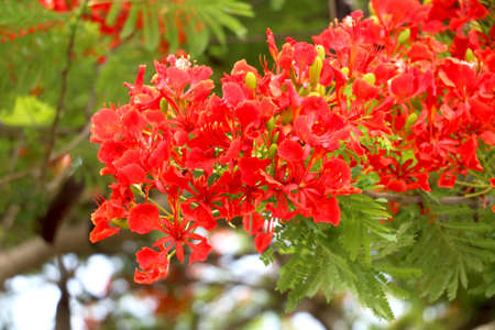 portrait view of Delonix regia is a species of flowering plantの写真素材