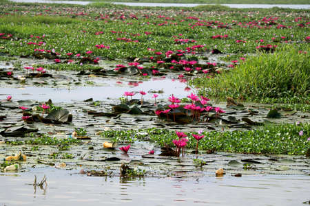 Image of water lily in lakeの写真素材