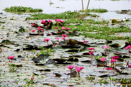 Image of water lily in lakeの写真素材
