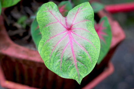 Patriot view of heart shape green leaf plantの写真素材