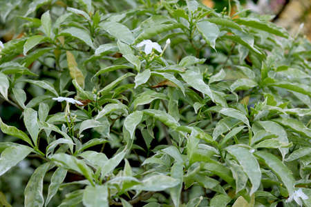 small white flowers on green leaf's plantsの写真素材