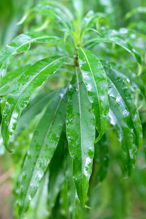 Patriot view of green leaf plantの写真素材