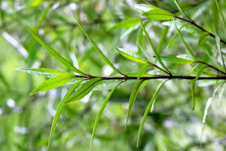Patriot view of green leaf plantの写真素材