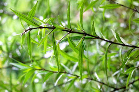 Patriot view of green leaf plantの写真素材