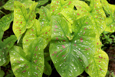 White and red color dots naturally design on big green leafの写真素材