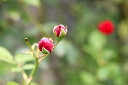Red rose Bud - Imageの写真素材