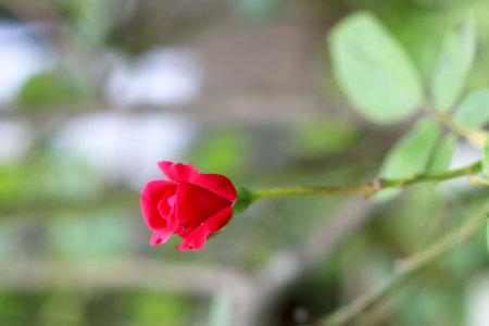 Red rose Bud - Imageの写真素材