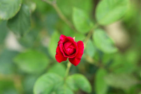 Red rose Bud - Imageの写真素材