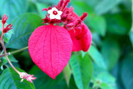 portrait view of Red tropical dogwood bud