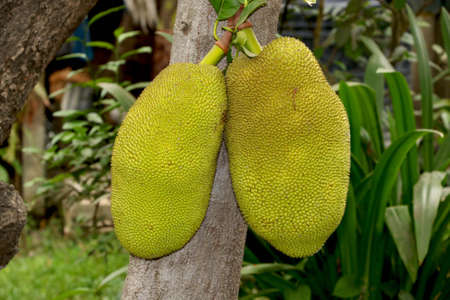 portrait view raw of jack fruit on tree