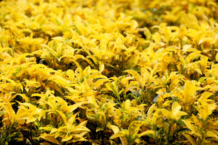 Patriot view of Yellow leaf plant