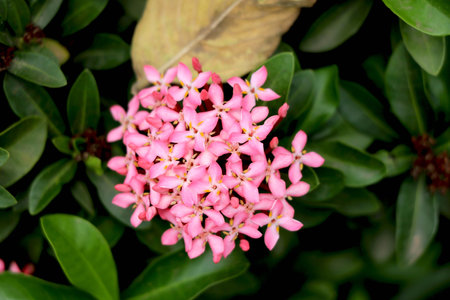 portrait view of pink star shape flowerの写真素材
