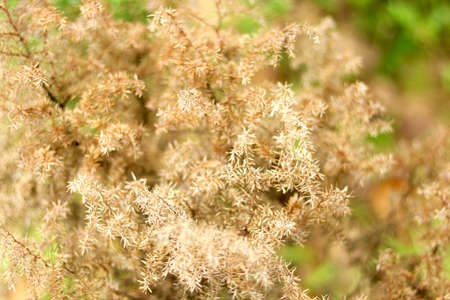Image of dry thorn bush plantの写真素材