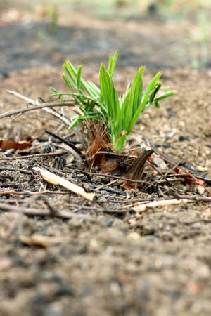 new plant growing with blur backgroundの写真素材