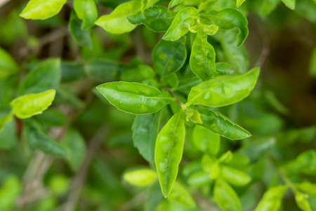 Patriot view of green leaf plant
