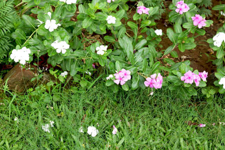 portrait view of pink Vinca flowerの写真素材