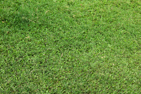 Field of fresh green grass texture as a backgroundの写真素材