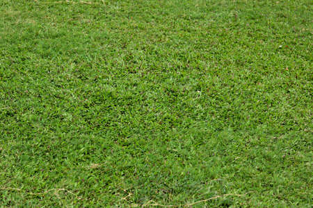 Field of fresh green grass texture as a backgroundの写真素材