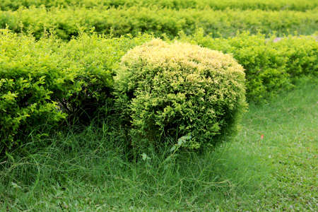small decoration tree in gardenの写真素材