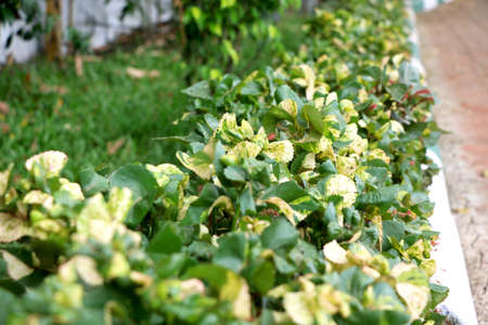 Green leafy plant commonly found in gardenの写真素材