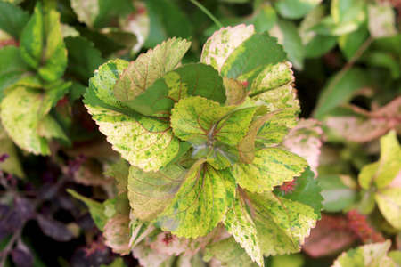 Green leafy plant commonly found in Indiaの写真素材