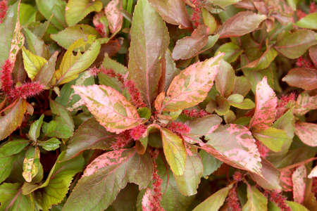 Portrait view of acalypha Flowering plantの写真素材