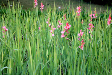 portrait view of pink flowers with long grassの写真素材