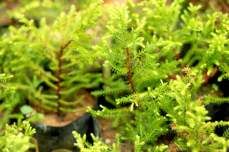 portrait view of young christmas tree plantsの写真素材