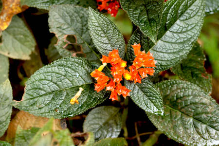 potrait view of small tiny flower and big leaf plantの写真素材