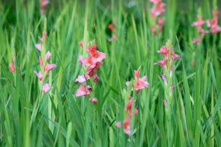 portrait view of pink flowers with long grassの写真素材