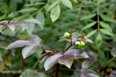 common flowering plant in indiaの写真素材