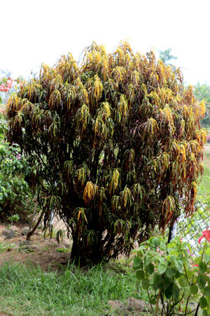 long leaf tree in garden - Imageの写真素材