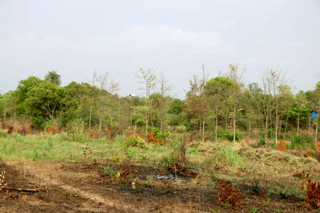 landscape view of agriculture land with green treesの写真素材